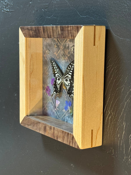Butterfly shadow box-4