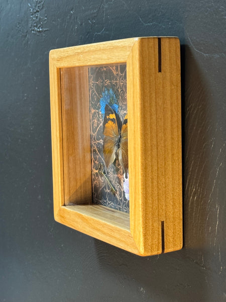 Butterfly shadow box-6
