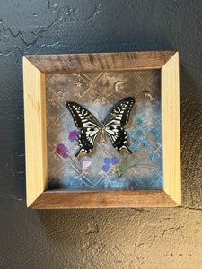 Butterfly shadow box-4