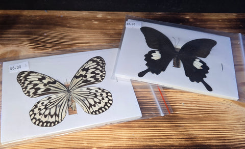 Large butterflies