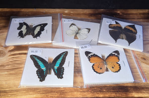 Small butterflies