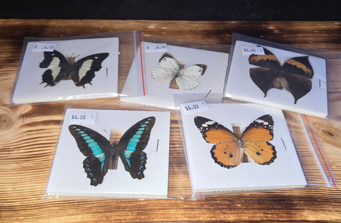 Small butterflies