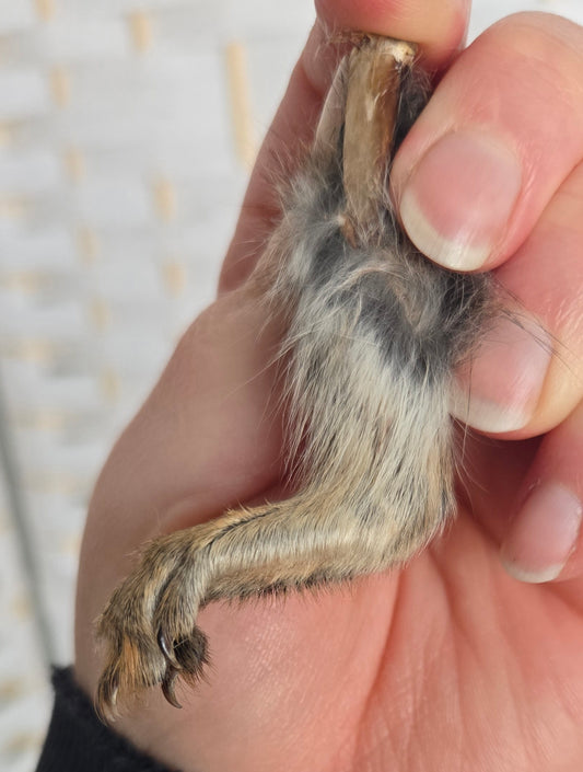 Squirrel Foot - Back Foot | Real Natural Specimen Oddity Curiosity