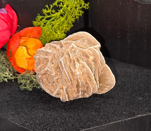 Desert Rose